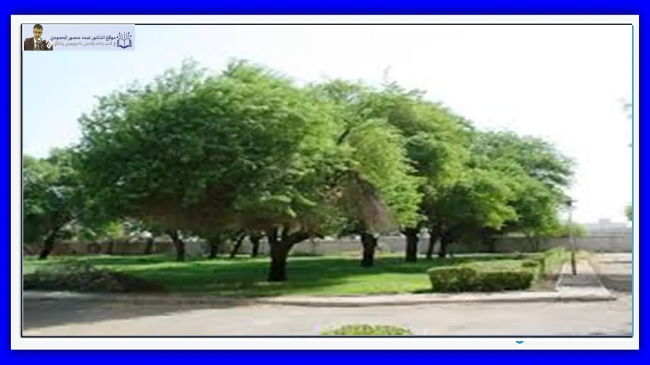 ظهيرة وصفحة أكاسيا